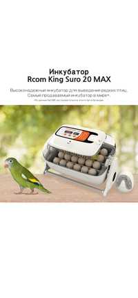 Rcom King suro 20 max, инкубатор для вывода попугаев, ара,жарко,какаду