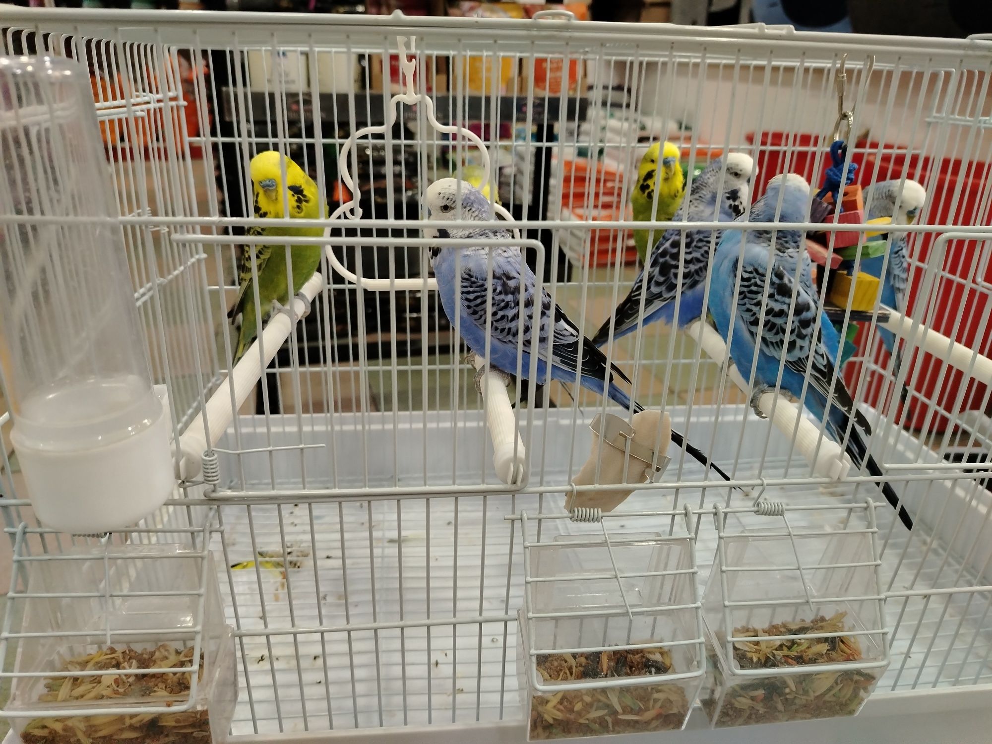 Продаются попугаи