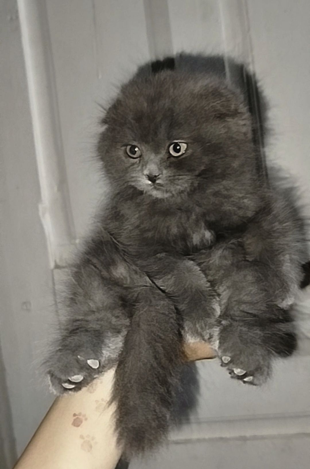 Скоттиш-фолд и скоттиш-страйт котята