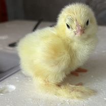 Продаются цыплята Брама (светлая)