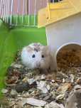 Hamster cu cusca
