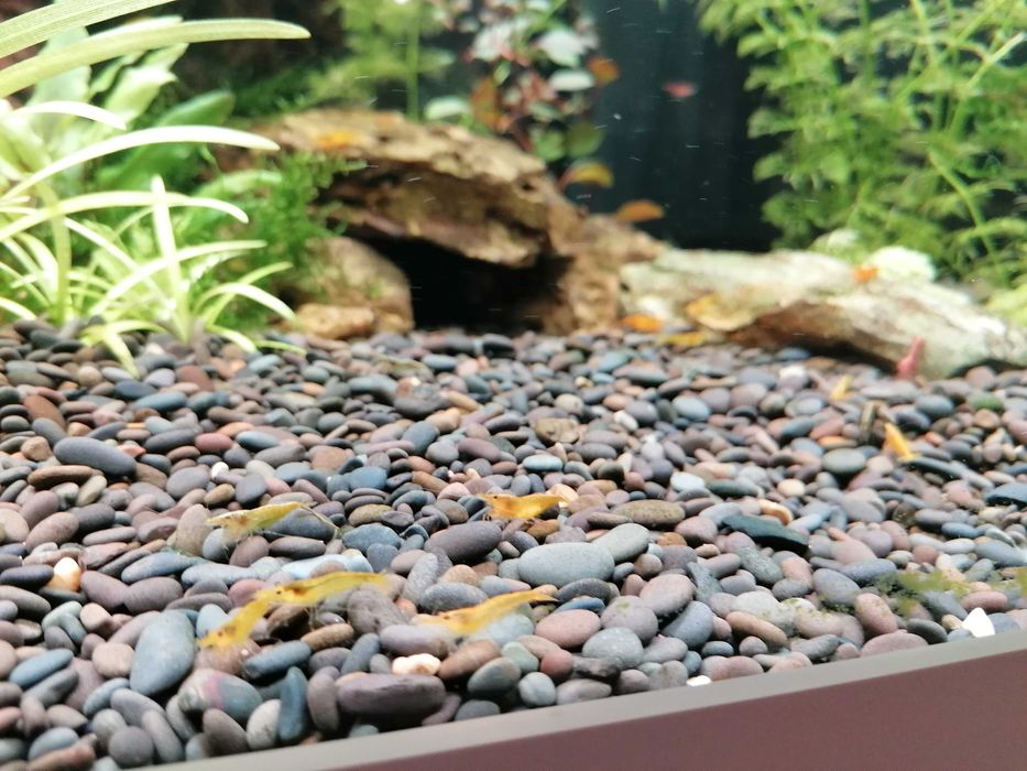 Скариди Неокаридина