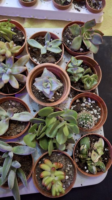 Plante suculente ieftine