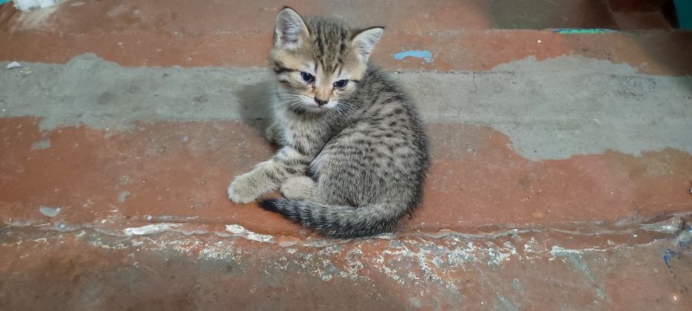 Отдам в добрые и заботливые руки маленького котенка