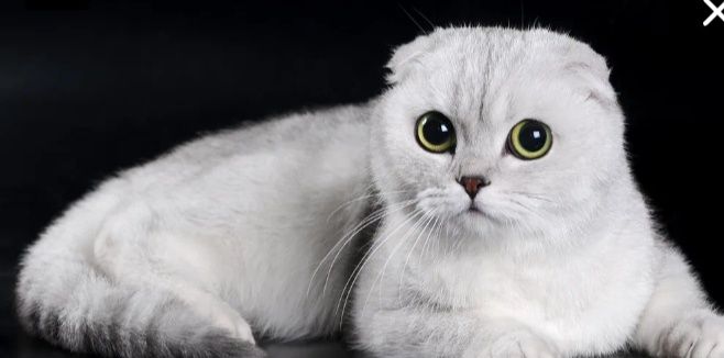 Продам красивую киску