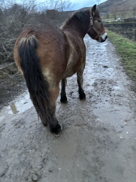 Vand manza de un 1 an si 8 luni