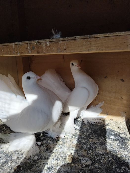 Kabutar pavlin jujalari bilan