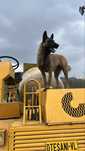 Ciobanesti Malinois(Lup Belgian)