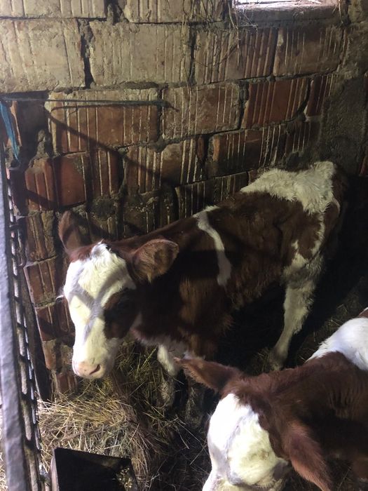 Vand vitele 2 saptamani