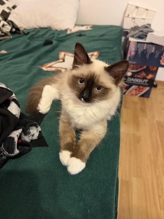 Vand pui de pisica Ragdoll