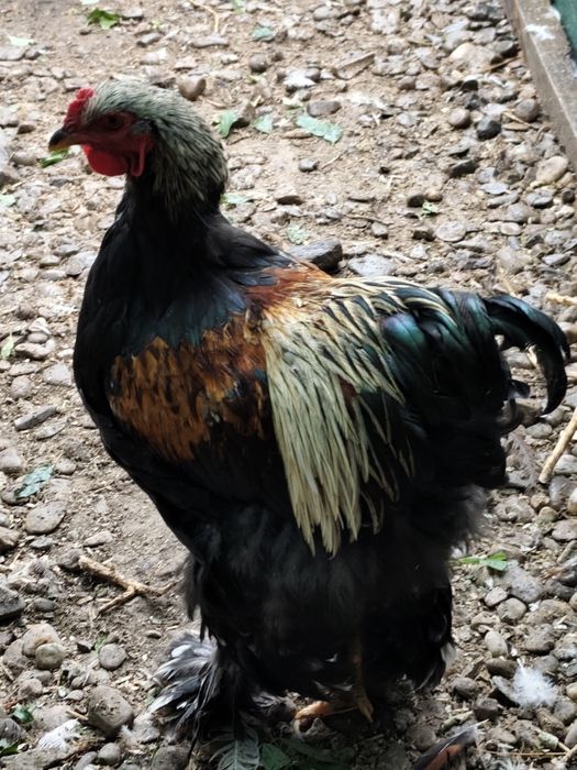 Cocoși Brahma somon și alte rase și metiși