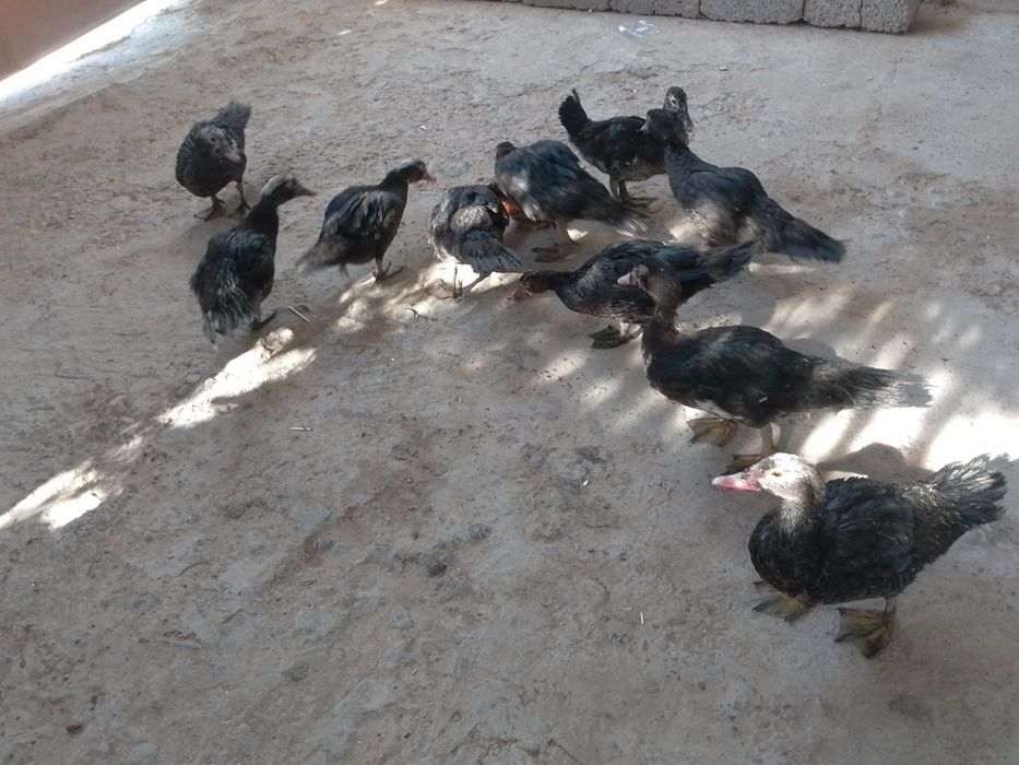 indautkalar jami 10 ta