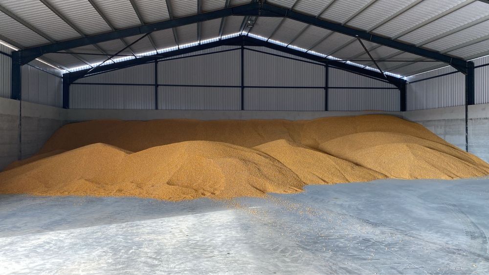 Porumb boade de vanzare in cantitati mari