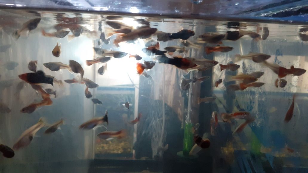 Рыбки, аквариумы