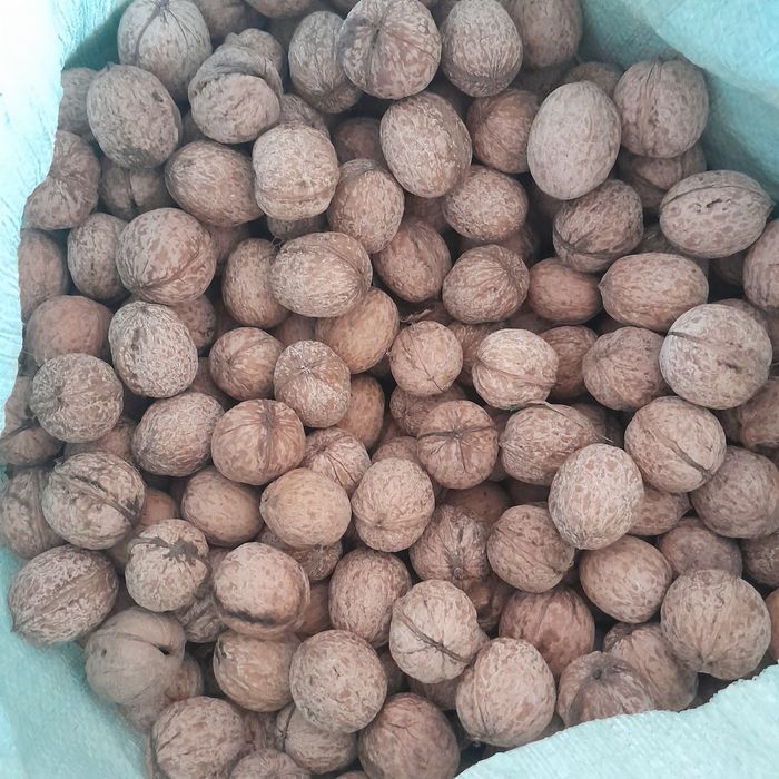 Dumaloq yong'oq bor.