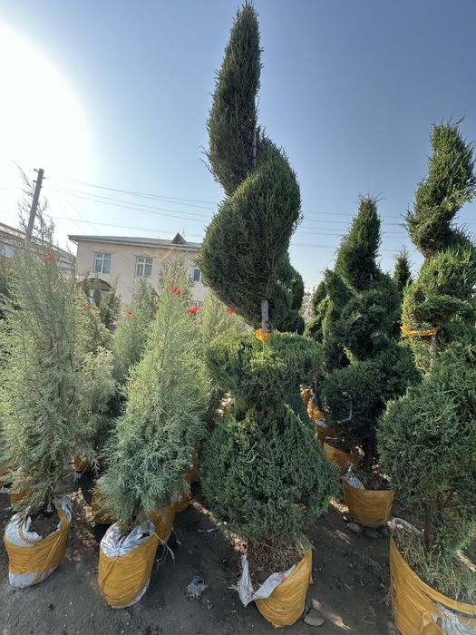 Xar xil turdagi archalar va gullar sotiladi