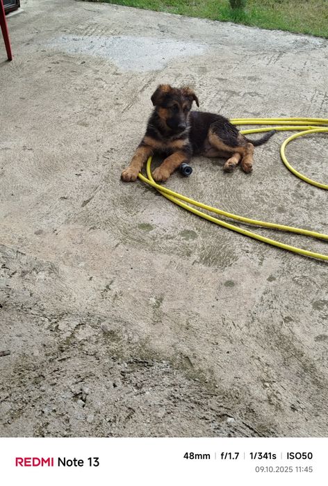 Свободно мъжко Немска овчарка