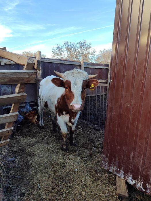 Продам бычка !!!