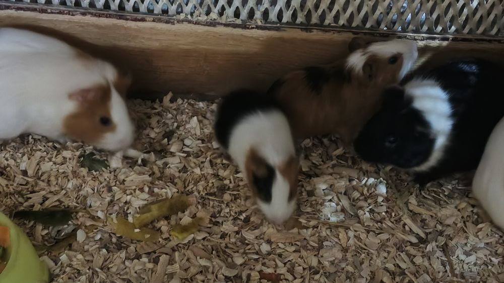 Продается морская свинка