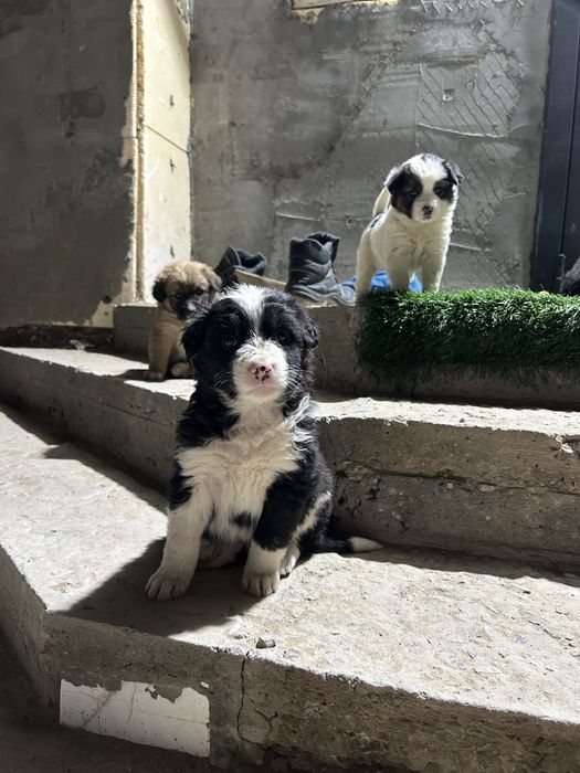 Күшіктер сатылады