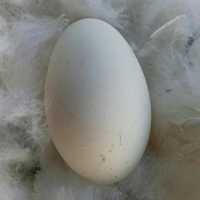 Продаются домашние гусиные яйца