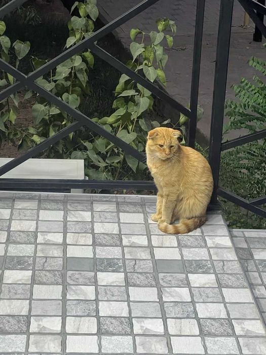 отдам даром в добрые руки оранжевый скоттин фолд
