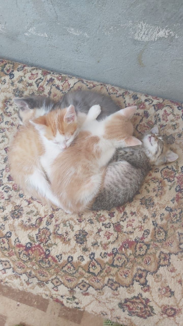 Котята в добрые руки.