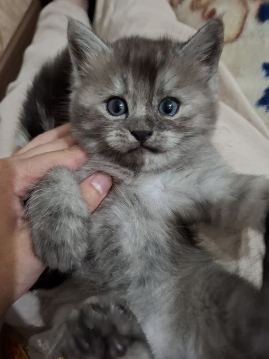 Котята на продажу