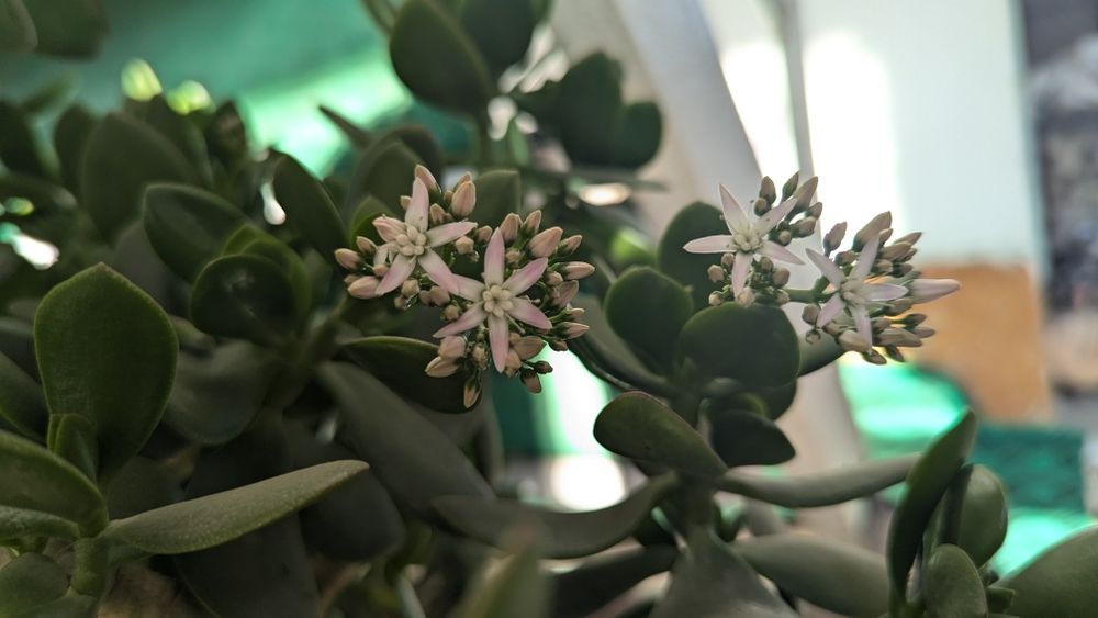 Dollar gul 20 yillik