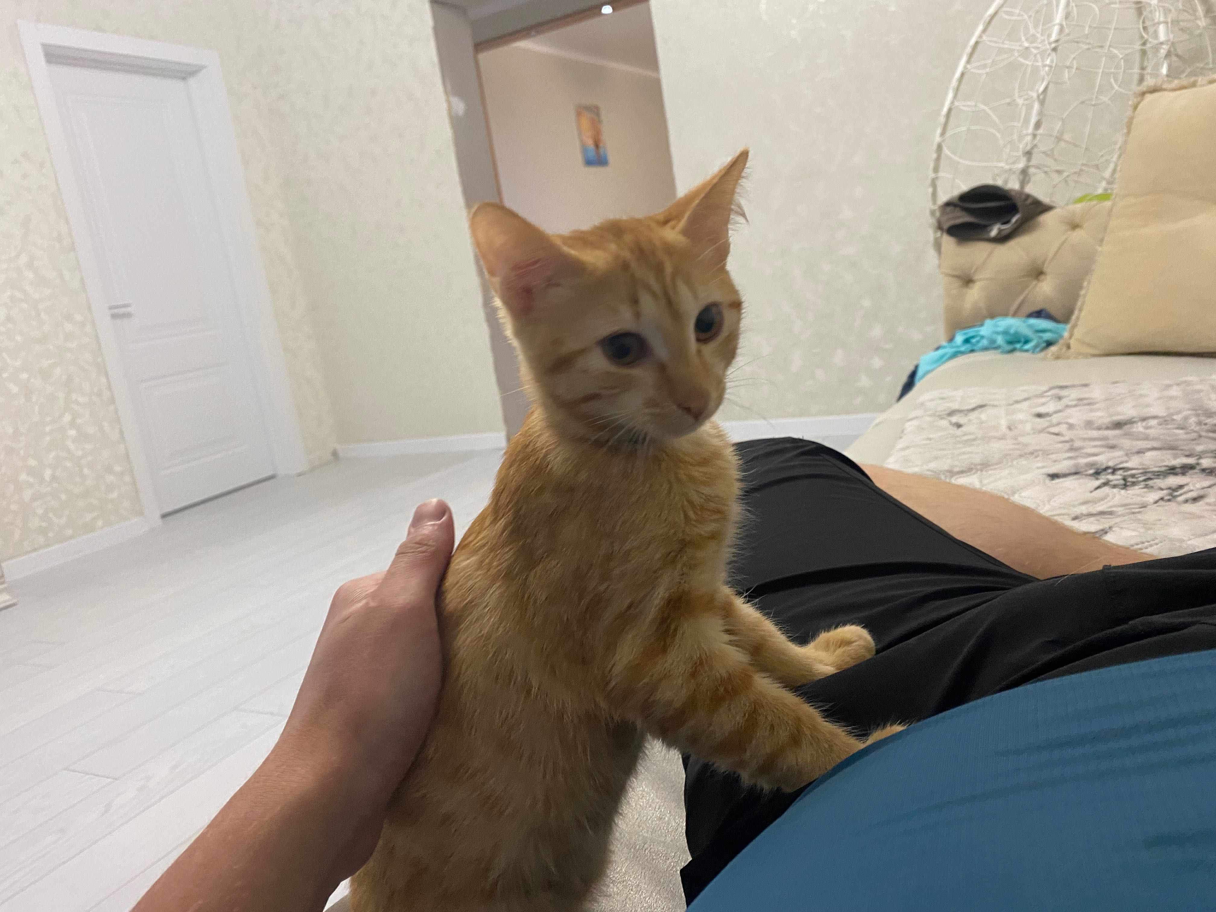 кошечка и котик  2