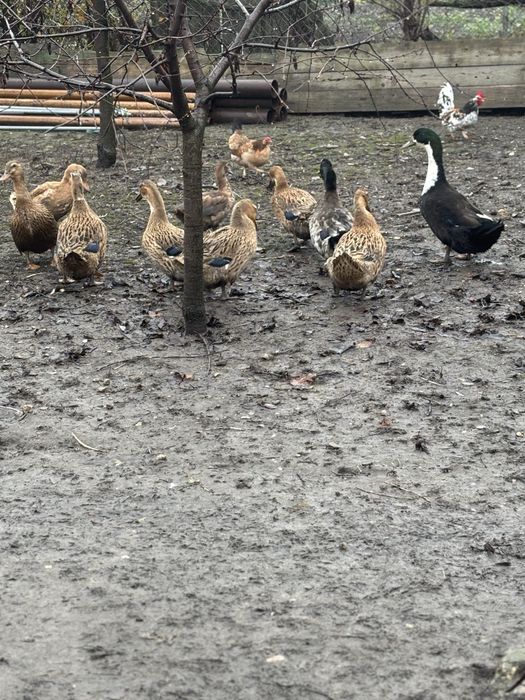 Rate românești de vanzare