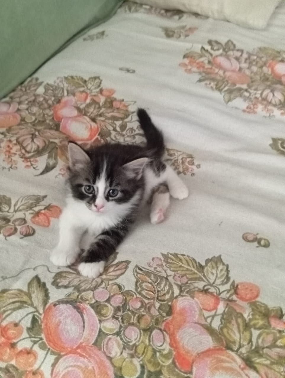 КОТЯТА В Добрые Руки!