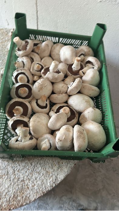 Продаем шампиньоны 1500 тенге/кг