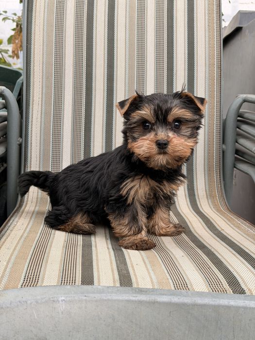 Yorkshire terrier pui femela