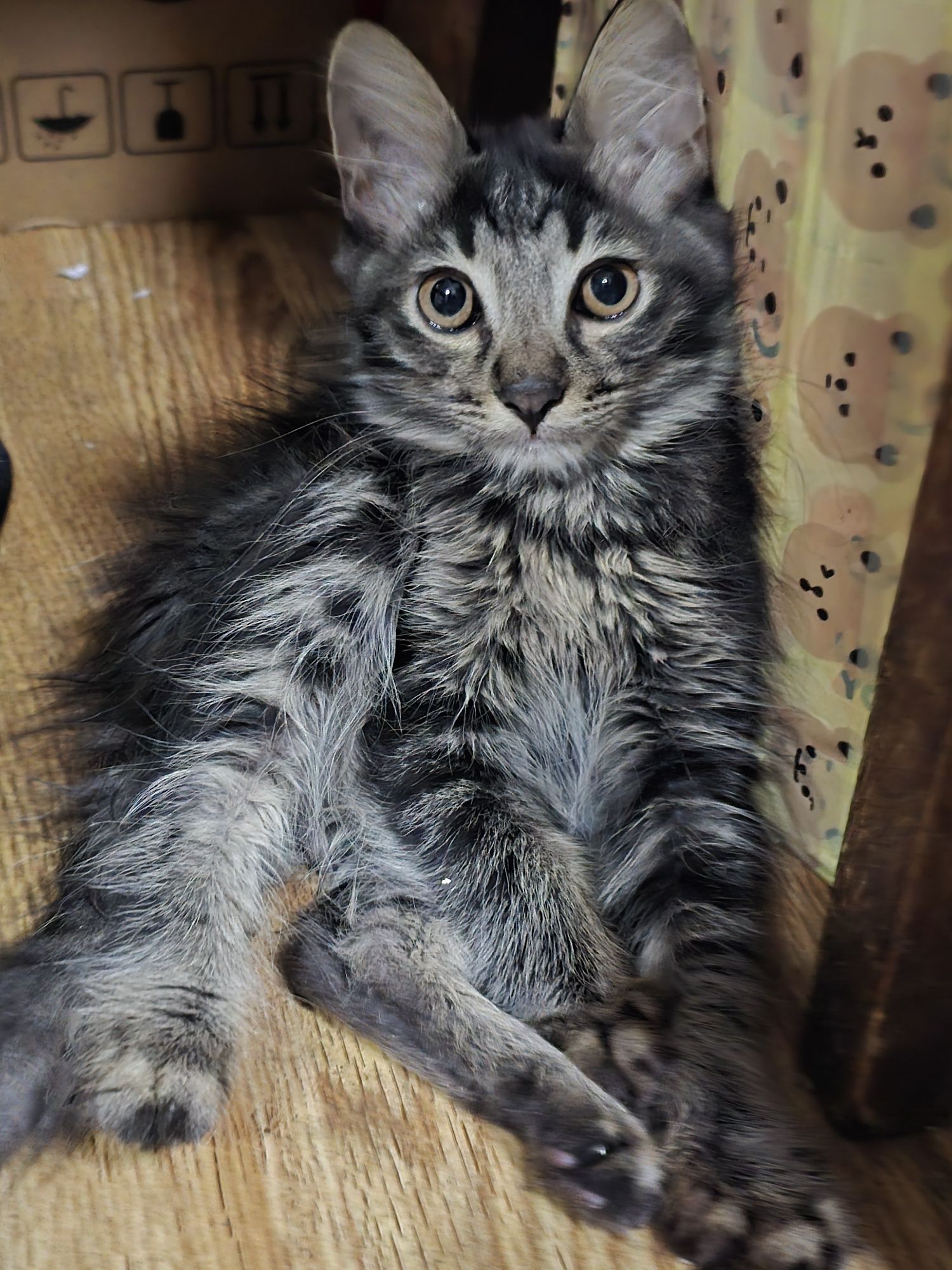 Есть котята отдам !!!