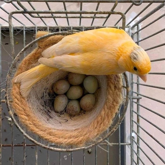 KANAREKA 2 yoshli  har xil ranglari bor tayori .