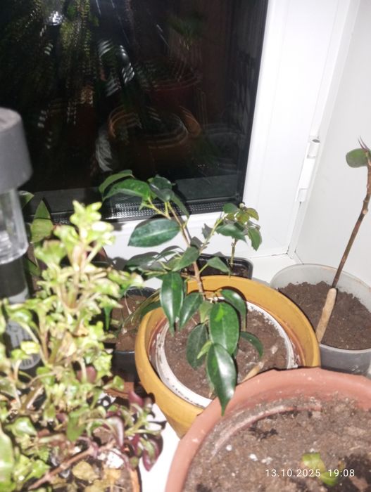 Продам комнатные растения
