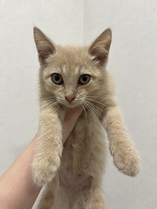 Котенок Рен отдается в заботливые и любящие ручки