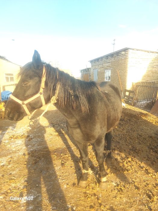 Кобылы продаются дойные ручные