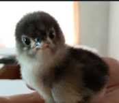 Pui Australorp 3 luni