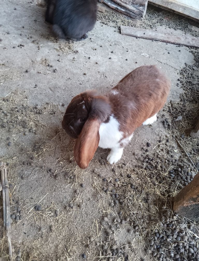 URGENT French Lop