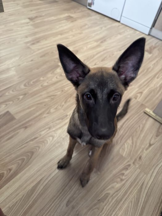 Белгийска овчарка кученца