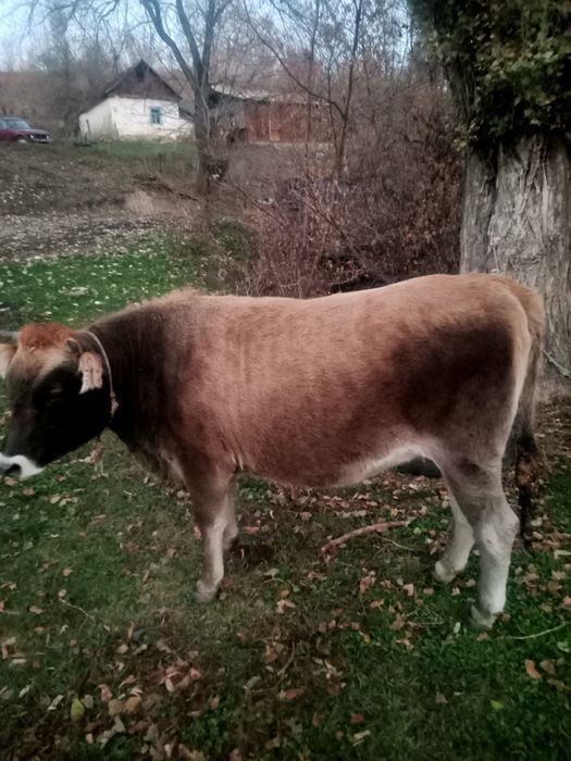 Семіз тайынша сатамын