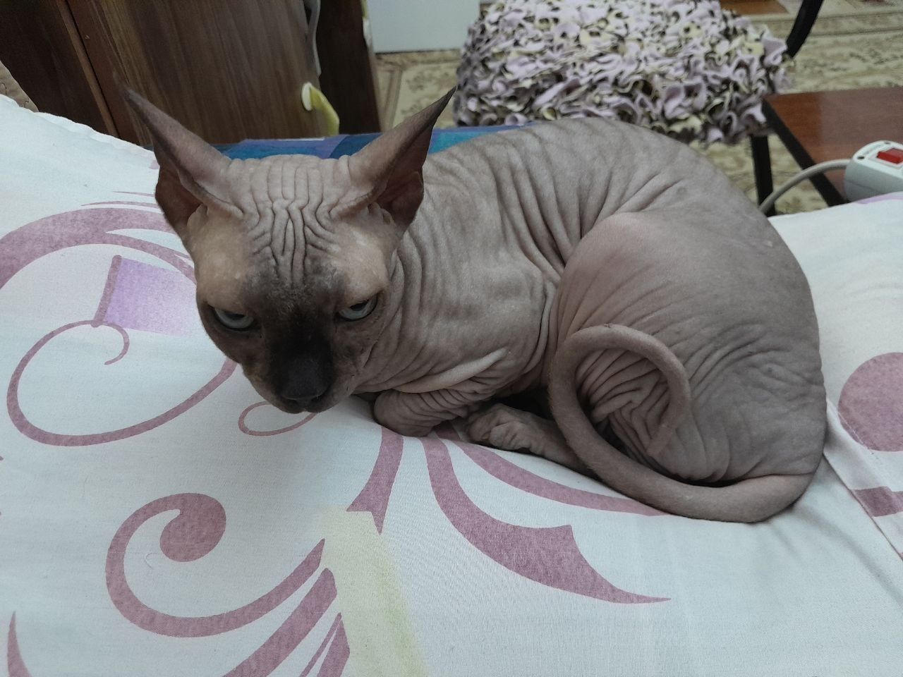 Передержка котиков