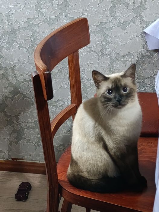 В поиске сиамского кота