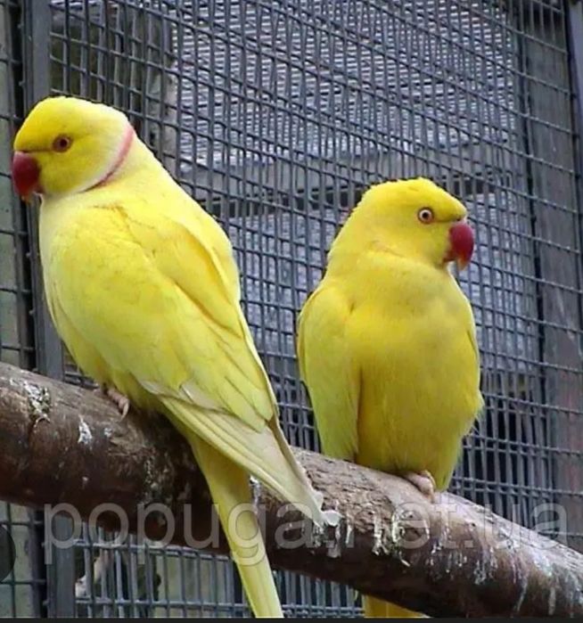 Продаётся  птенец Жёлтого Ожирелового попугая