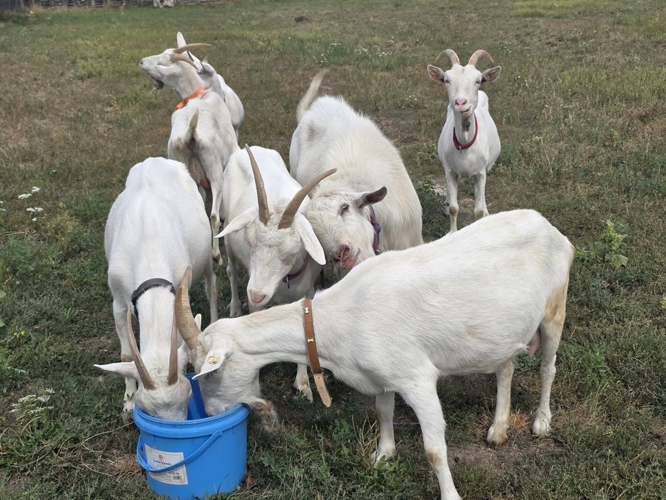 Capre sannen caprele sunt montate