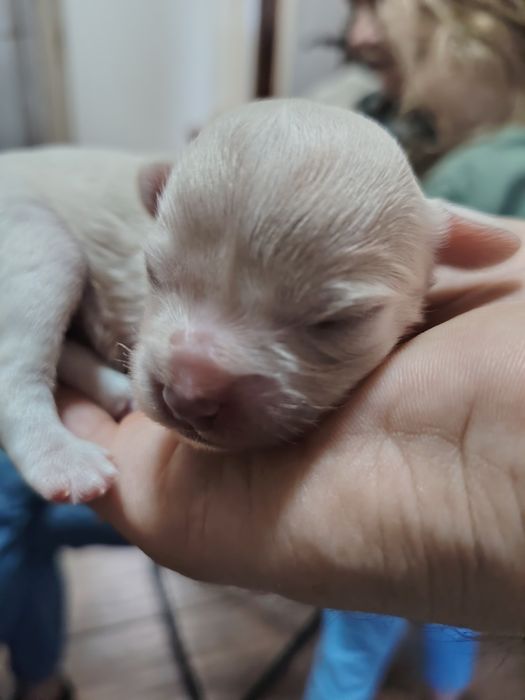 Vând pui de bichon maltez mini toy