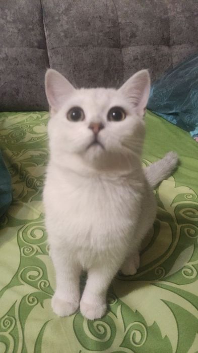 Шотландская серебристая шиншила 
3.5 месяца возраст 
Приучен к лотку