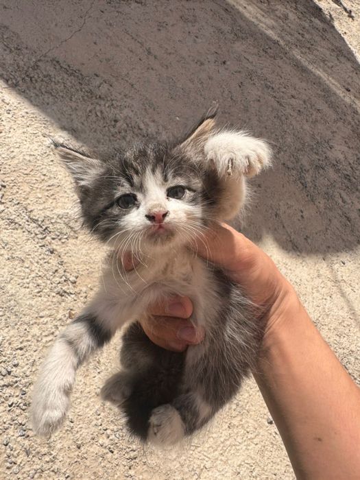 Котята в добрые руки!